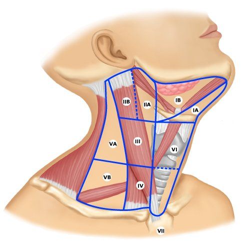 Niveles ganglionares del cuello